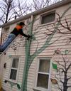 Tree House Mural